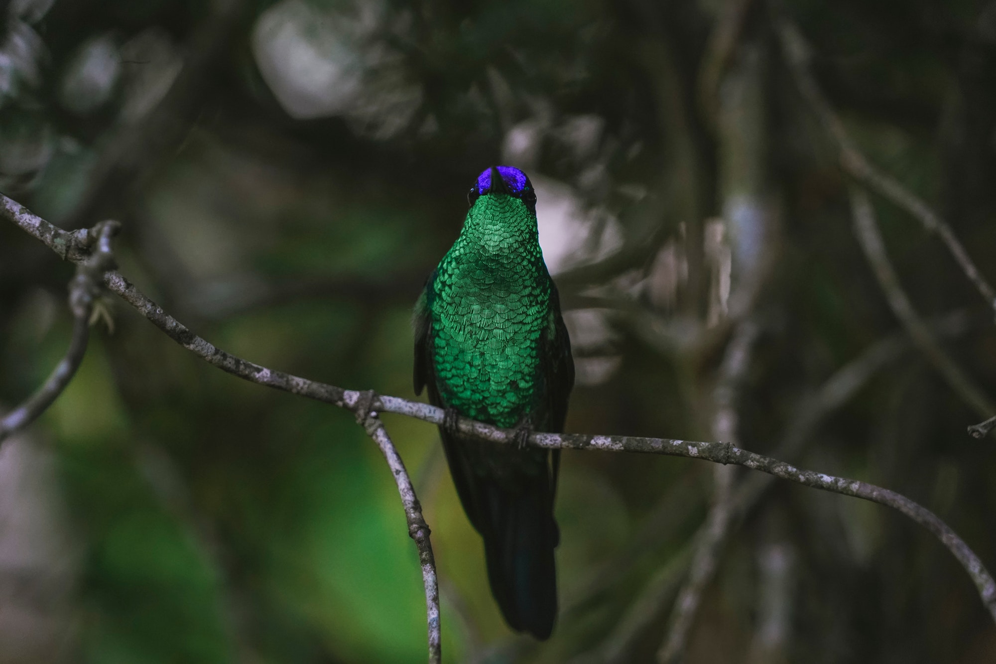 beautiful-photography-of-a-violetcapped-woodnymph-hummingbird-in-nature